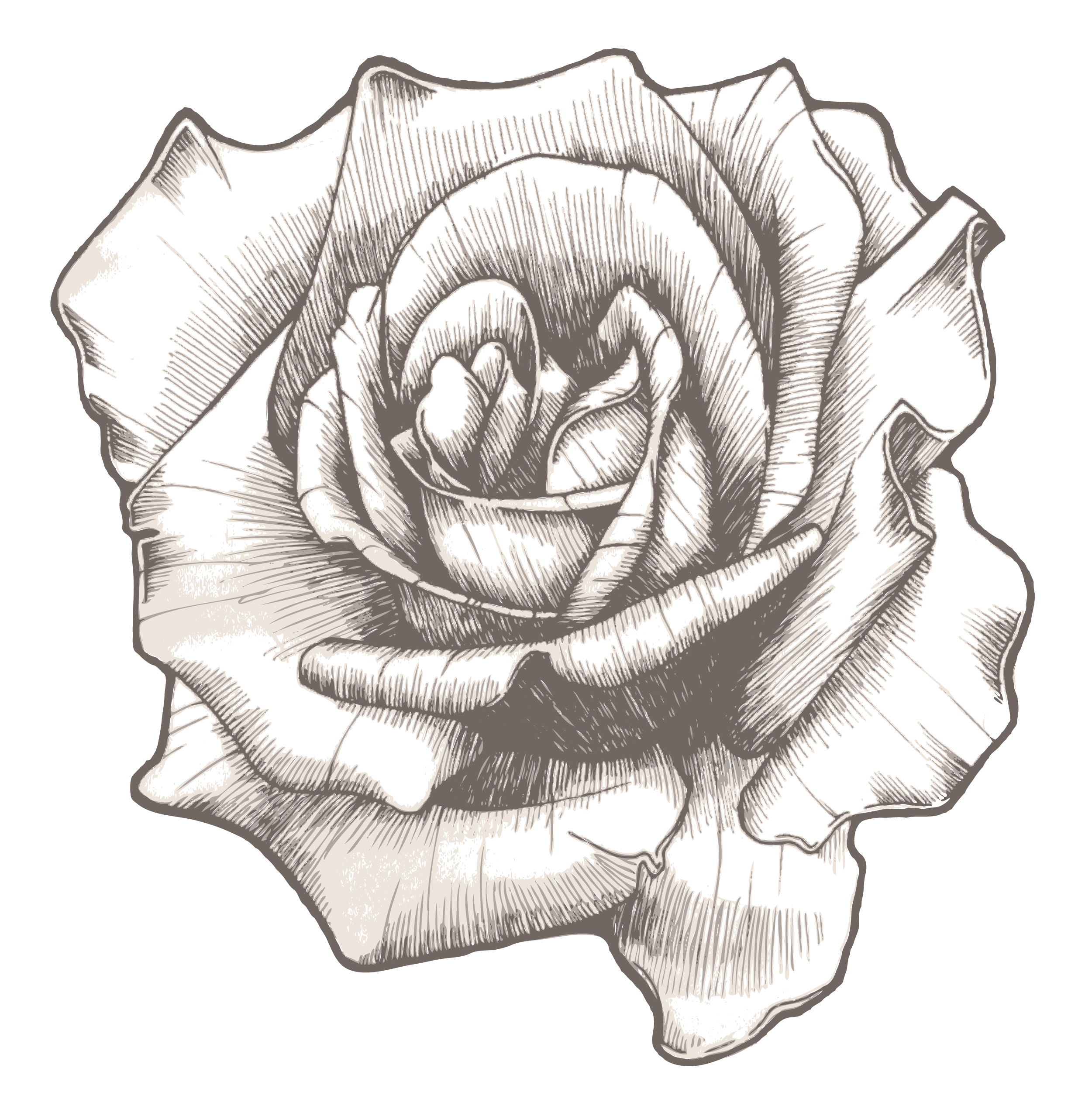 Download Hand Drawn Rose Vector Illustration - Designious
