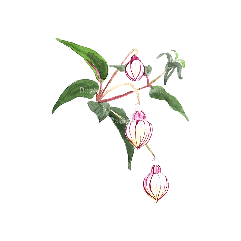 Fuchsia Flower 02 - Designious